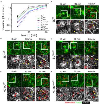 Destruction of the brush border by Salmonella enterica sv. Typhimurium subverts resorption by polarized epithelial cells